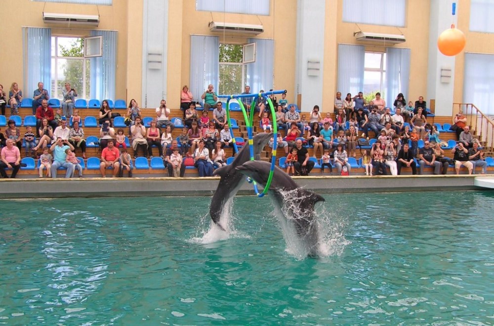 Дельфинарий находится в Кисловодске, в 30 минутах езды от отеля «Рафаэль»